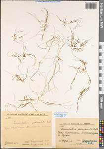 Zannichellia palustris subsp. pedicellata (Rosén & Wahlenb.) Hook.f., Eastern Europe, Eastern region (E10) (Russia)