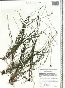 Carex norvegica Retz. , nom. cons., Siberia, Russian Far East (S6) (Russia)