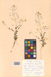 Draba nemorosa L., Siberia, Russian Far East (S6) (Russia)