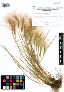 Hordeum jubatum L., Siberia, Baikal & Transbaikal region (S4) (Russia)