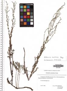 Artemisia austriaca Jacq., Eastern Europe, Middle Volga region (E8) (Russia)
