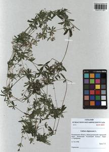Galium uliginosum L., Siberia, Altai & Sayany Mountains (S2) (Russia)