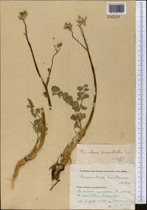 Hymenidium nanum (Rupr.) Pimenov & Kljuykov, Middle Asia, Northern & Central Tian Shan (M4) (Kazakhstan)