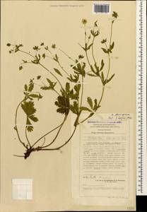Potentilla thuringiaca Bernh. ex Link, Caucasus, Stavropol Krai, Karachay-Cherkessia & Kabardino-Balkaria (K1b) (Russia)