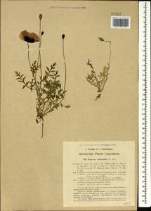 Papaver arenarium M. Bieb., Caucasus, Azerbaijan (K6) (Azerbaijan)