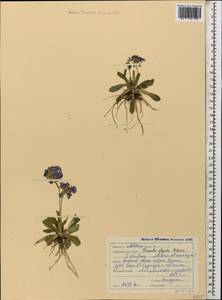 Primula algida Adams, Caucasus, Stavropol Krai, Karachay-Cherkessia & Kabardino-Balkaria (K1b) (Russia)