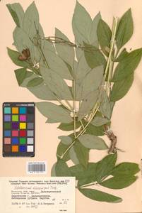 Dictamnus dasycarpus Turcz., Siberia, Russian Far East (S6) (Russia)