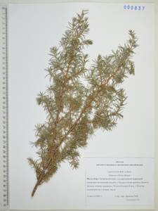 Juniperus communis var. saxatilis Pall., Siberia, Russian Far East (S6) (Russia)