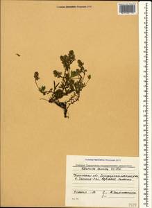 Veronica orientalis subsp. orientalis, Crimea (KRYM) (Russia)