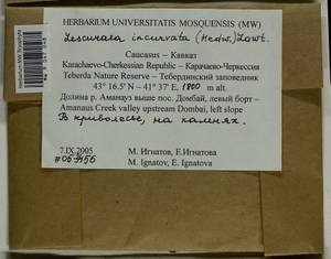 Lescuraea incurvata, Bryophytes, Bryophytes - North Caucasus & Ciscaucasia (B12) (Russia)