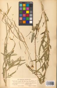 Diplotaxis tenuifolia (L.) DC., Eastern Europe, Latvia (E2b) (Latvia)