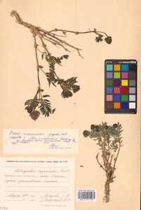 Astragalus tugarinovii Basil., Siberia, Chukotka & Kamchatka (S7) (Russia)