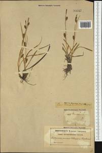 Carex hostiana DC., Western Europe (EUR) (Sweden)