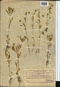 Ranunculus arvensis L., Middle Asia, Muyunkumy, Balkhash & Betpak-Dala (M9) (Kazakhstan)