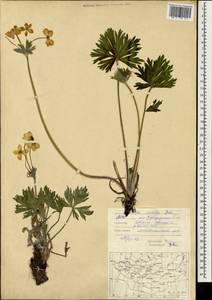 Anemonastrum narcissiflorum subsp. crinitum (Juz.) Raus, Mongolia (MONG) (Mongolia)