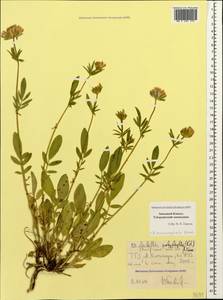 Anthyllis vulneraria subsp. polyphylla (DC.)Nyman, p.p., Caucasus, Stavropol Krai, Karachay-Cherkessia & Kabardino-Balkaria (K1b) (Russia)