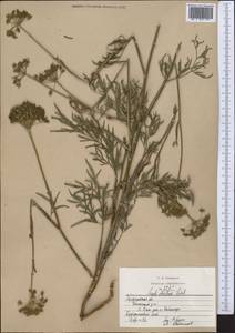 Seseli strictum Ledeb., Middle Asia, Northern & Central Kazakhstan (M10) (Kazakhstan)
