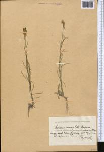 Linaria incompleta Kuprian., Middle Asia, Caspian Ustyurt & Northern Aralia (M8) (Kazakhstan)