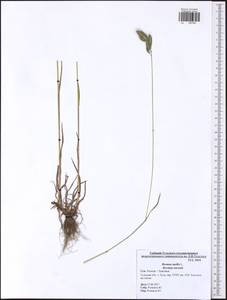 Bromus hordeaceus subsp. hordeaceus, Eastern Europe, Central region (E4) (Russia)
