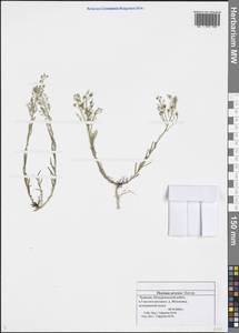 Thesium ramosum Hayne, Eastern Europe, Middle Volga region (E8) (Russia)