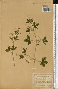 Geranium divaricatum Ehrh., Eastern Europe, North Ukrainian region (E11) (Ukraine)