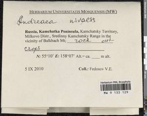 Andreaea nivalis Hook., Bryophytes, Bryophytes - Chukotka & Kamchatka (B21) (Russia)