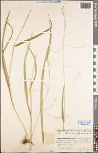 Lolium giganteum (L.) Darbysh., Eastern Europe, North Ukrainian region (E11) (Ukraine)