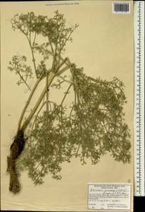 Bilacunaria microcarpa (M. Bieb.) Pimenov & V. N. Tikhom., South Asia, South Asia (Asia outside ex-Soviet states and Mongolia) (ASIA) (Iran)
