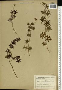 Geranium sanguineum L., Eastern Europe, Volga-Kama region (E7) (Russia)