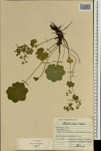 Alchemilla ventiana V. N. Tikhom., Eastern Europe, Middle Volga region (E8) (Russia)