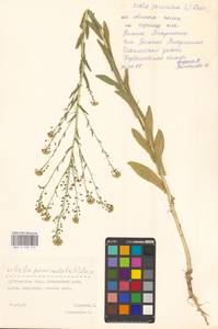 Neslia paniculata (L.) Desv., Eastern Europe, Middle Volga region (E8) (Russia)