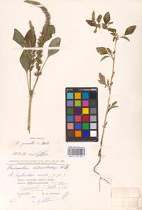 Amaranthus powellii S. Watson, Eastern Europe, North Ukrainian region (E11) (Ukraine)