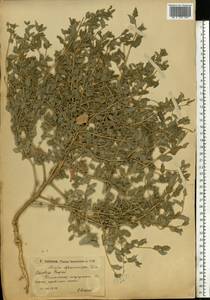 Atriplex sphaeromorpha Iljin, Eastern Europe, Lower Volga region (E9) (Russia)