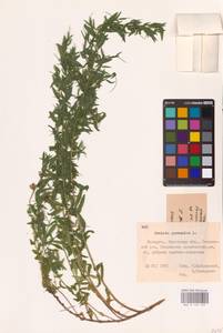 Genista germanica L., Eastern Europe, Belarus (E3a) (Belarus)
