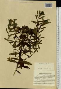 Euphorbia palustris L., Eastern Europe, South Ukrainian region (E12) (Ukraine)