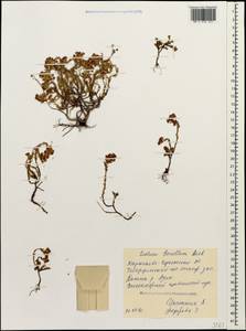 Sedum tenellum M. Bieb., Caucasus, Stavropol Krai, Karachay-Cherkessia & Kabardino-Balkaria (K1b) (Russia)