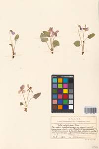 Viola uliginosa Besser, Eastern Europe, Moscow region (E4a) (Russia)