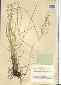 Deschampsia cespitosa (L.) P.Beauv., Siberia, Altai & Sayany Mountains (S2) (Russia)