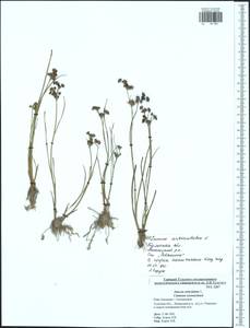 Juncus articulatus L., Eastern Europe, Central region (E4) (Russia)