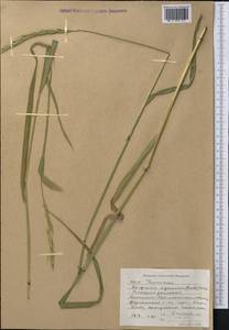 Elymus dentatus (Hook.f.) Tzvelev, Middle Asia, Western Tian Shan & Karatau (M3) (Kyrgyzstan)