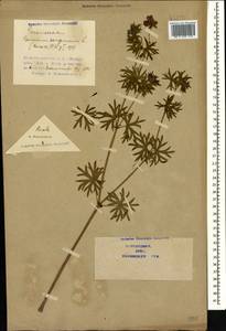 Geranium sanguineum L., Caucasus, Azerbaijan (K6) (Azerbaijan)
