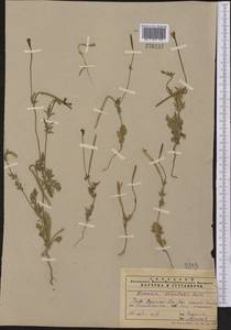 Roemeria hybrida (L.) DC., Middle Asia, Syr-Darian deserts & Kyzylkum (M7)