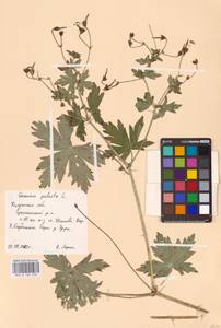 Geranium palustre L., Eastern Europe, Central region (E4) (Russia)