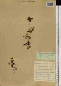 Anemone ochotensis (Fisch. ex Pritz.) Juz., Siberia, Yakutia (S5) (Russia)