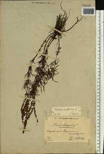 Veronica austriaca subsp. dentata (F. W. Schmidt) Watzl, Eastern Europe, North Ukrainian region (E11) (Ukraine)
