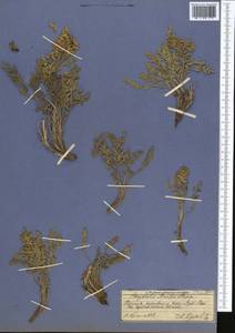 Corydalis stricta Steph. ex DC., Middle Asia, Pamir & Pamiro-Alai (M2) (Tajikistan)