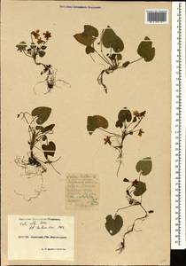 Viola alba subsp. dehnhardtii (Ten.) W. Becker, Caucasus, Krasnodar Krai & Adygea (K1a) (Russia)