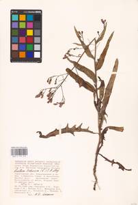 Lactuca tatarica (L.) C. A. Mey., Eastern Europe, Lower Volga region (E9) (Russia)