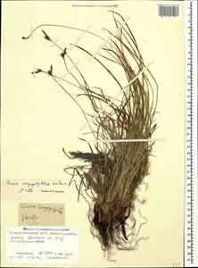 Carex caryophyllea Latourr., Caucasus, North Ossetia, Ingushetia & Chechnya (K1c) (Russia)