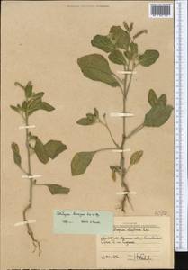 Heliotropium ellipticum Ledeb., Middle Asia, Western Tian Shan & Karatau (M3) (Uzbekistan)